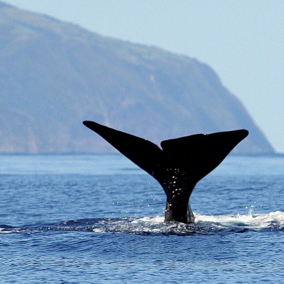 azzorre Whale watching balene