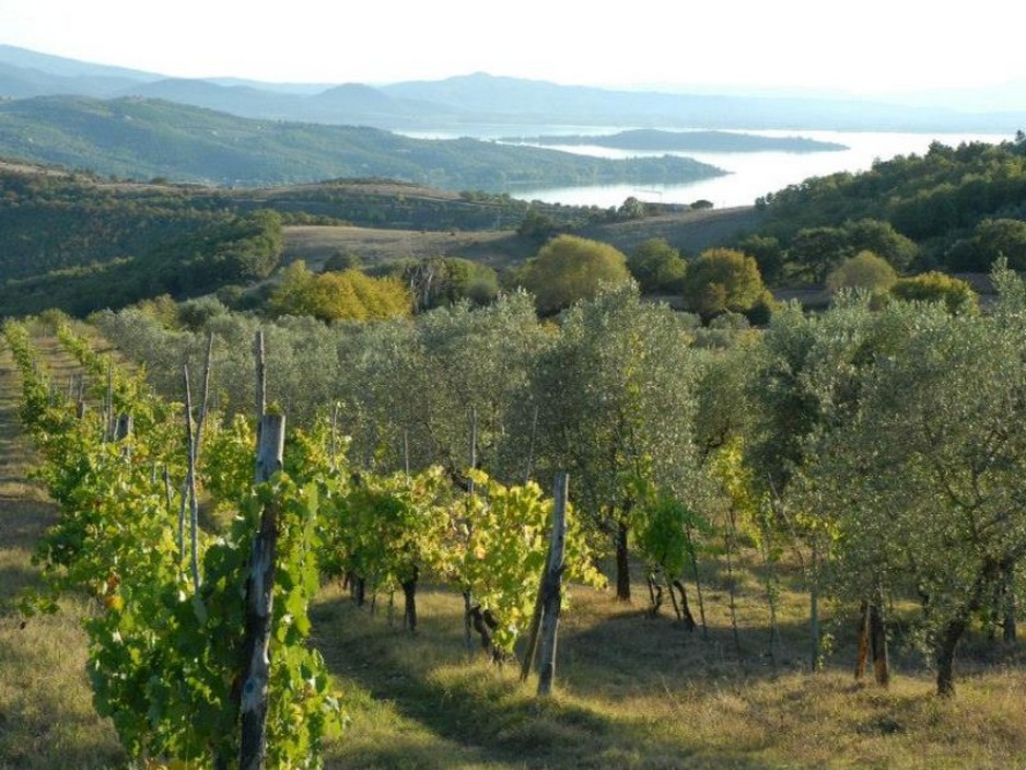 Le strade del vino. Colli del Trasimeno1