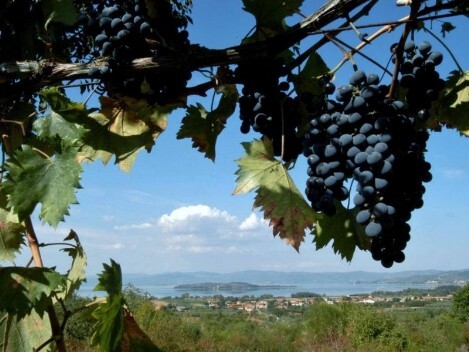 Le strade del vino. Colli del Trasimeno