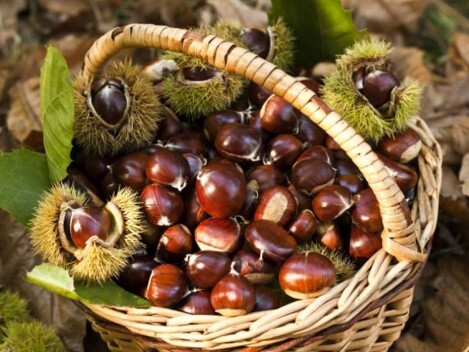 sagra delle castagne