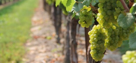 Winedering: scopri i sapori tipici. Sulcis Iglesiente