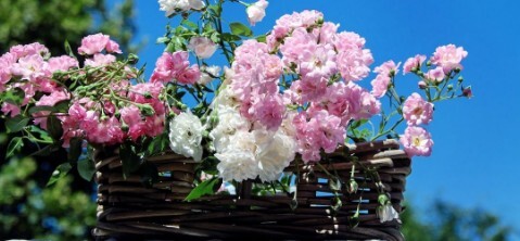 Flora & Garden Show