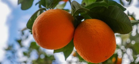 Sagra arancia rossa di Sicilia IGP