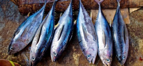 Festival del pesce azzurro